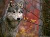 gray wolf